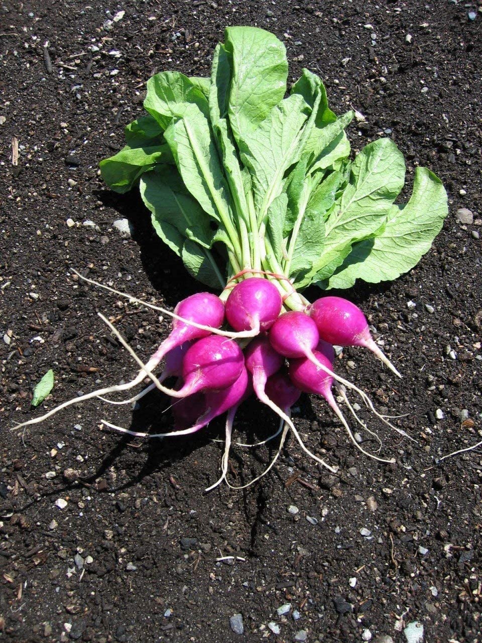 Purple Plum Radish, 150 Heirloom Seeds Per Packet, Non GMO Seeds