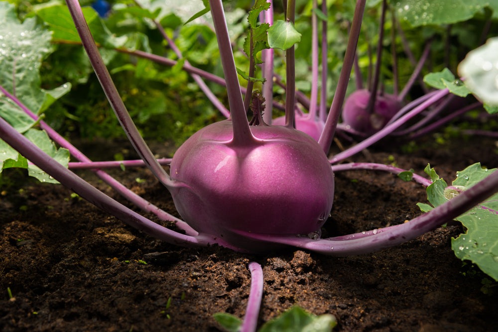Purple Vienna Kohlrabi Seeds, 300+ Heirloom Seeds Per Packet, Non GMO Seeds