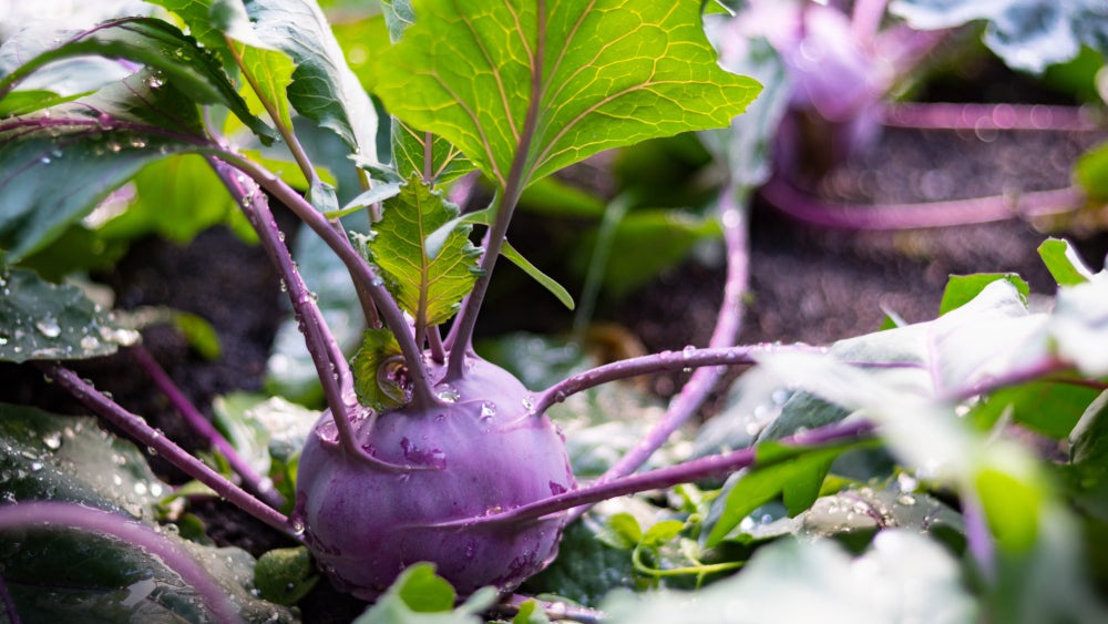 Purple Vienna Kohlrabi Seeds, 300+ Heirloom Seeds Per Packet, Non GMO Seeds