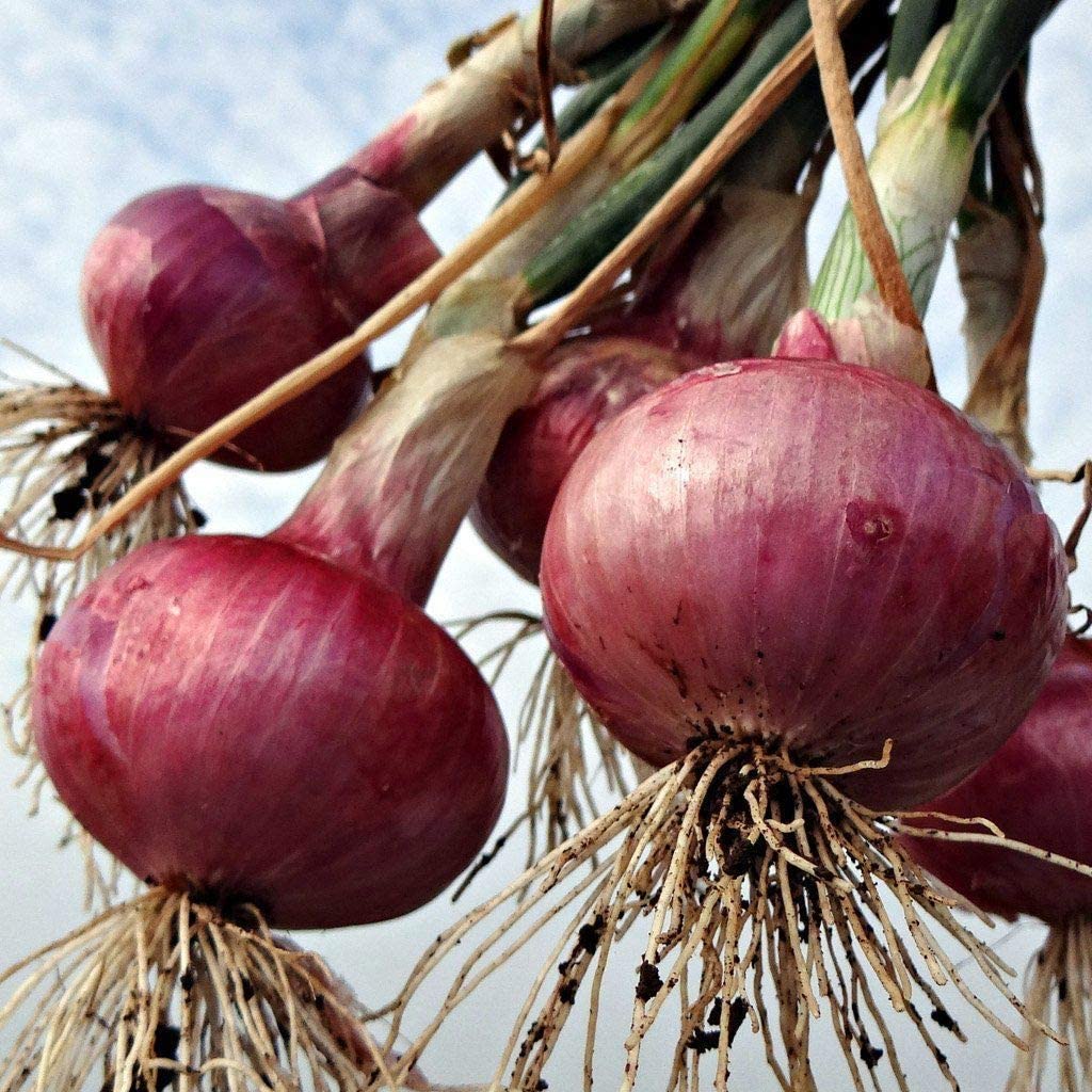 Red Grano Onion Seeds, 300 Heirloom Seeds Per Packet, Non GMO Seeds