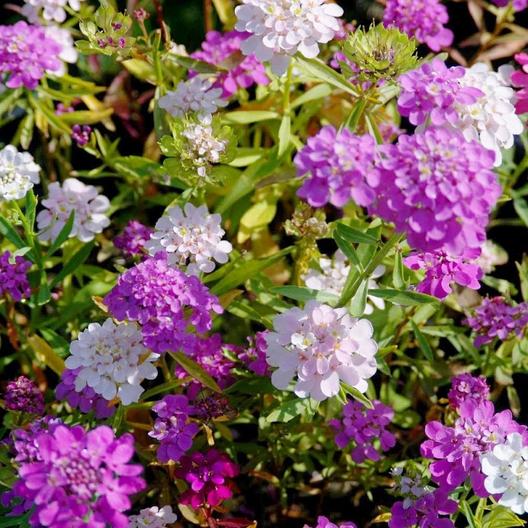 Candytuft Dwarf Fairy Mix, 300 Flower Seeds Per Packet
