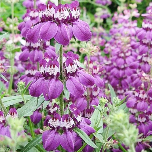 purple flower house plant Chinese Houses Flower, 3000 Flower Seeds Per Packet – Isla's Garden