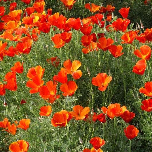 Mikado Poppy Seeds, 2000 Flower Seeds Per Packet