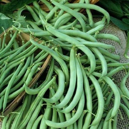 Tendergreen Bush Bean, 50 Heirloom Seeds Per Packet, Non GMO Seeds