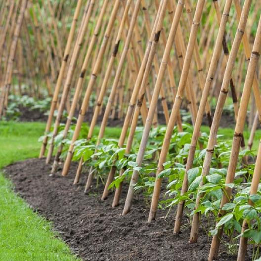 Blue Lake Pole Bean FM1K, 50 Heirloom Seeds Per Packet, Non GMO Seeds
