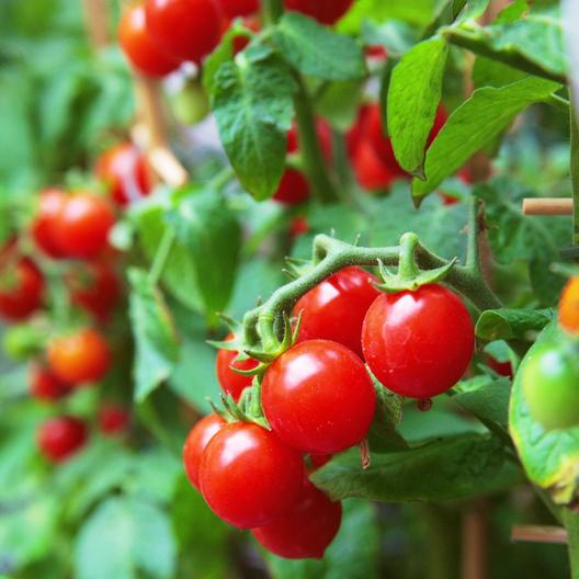 Small Red Cherry Tomato Seeds, 500 Heirloom Seeds Per Packet, Non GMO Seeds