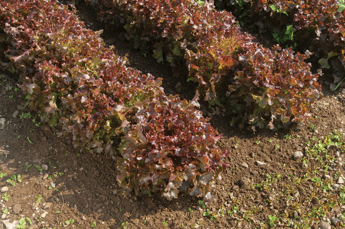 Salad Bowl Red Leaf Lettuce, 1000 Heirloom Seeds Per Packet, Non GMO Seeds