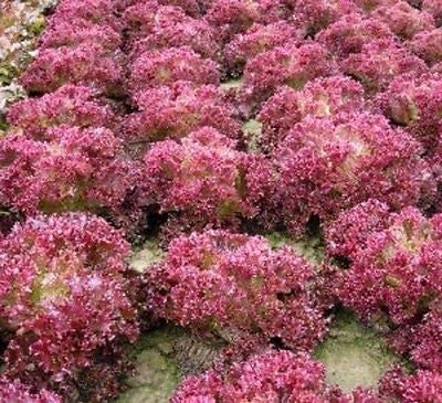 Salad Bowl Red Leaf Lettuce, 1000 Heirloom Seeds Per Packet, Non GMO Seeds