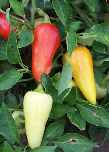 Santa Fe Grande Hot Pepper Seeds, 50+ Heirloom Seeds Per Packet, Non GMO Seeds