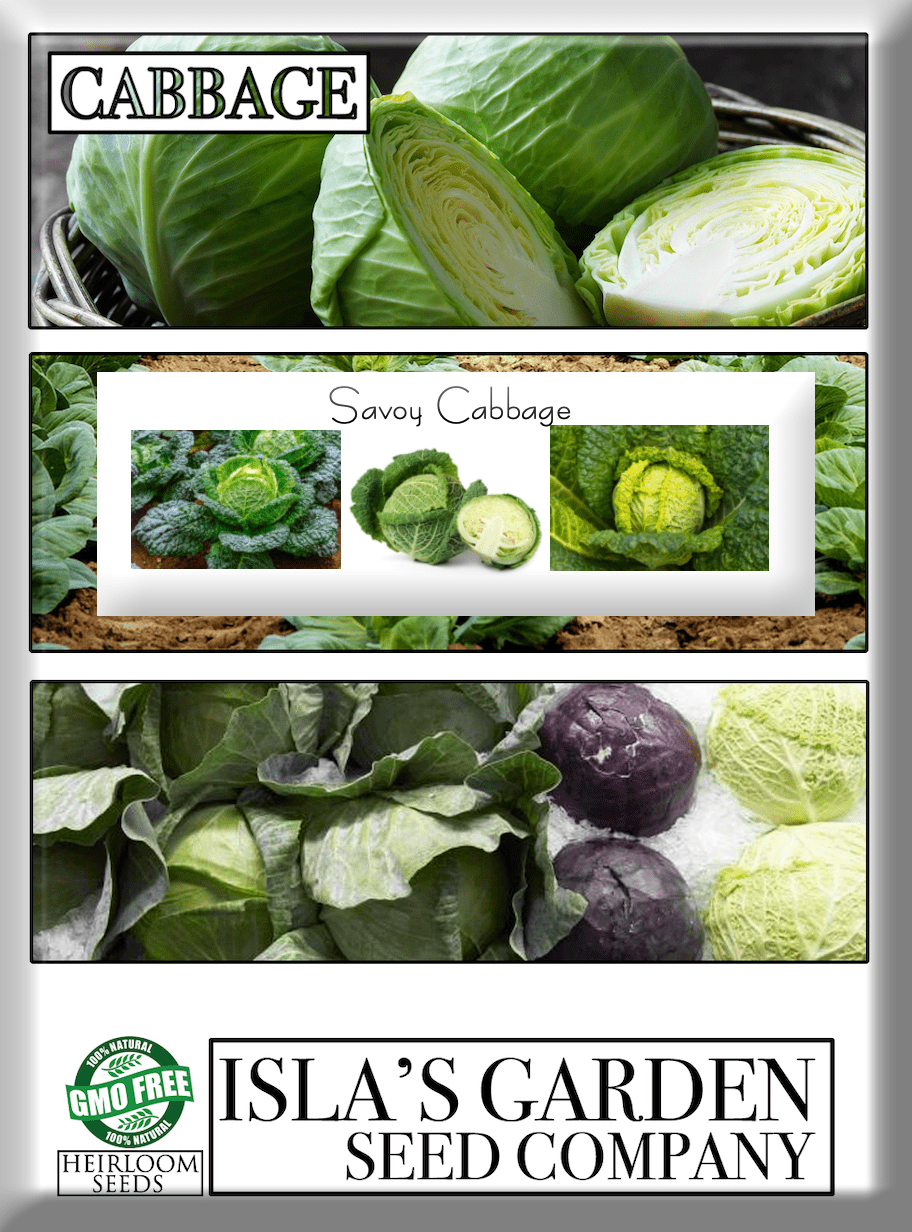 Savoy Cabbage Seeds, 500 Heirloom Seeds Per Packet, Non GMO Seeds