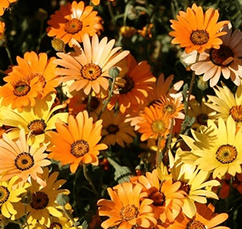 African Daisy Flake, 1500 Flower Seeds Per Packet