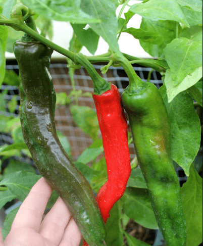 Anaheim Chili Pepper Seeds, 100 Heirloom Seeds Per Packet, Non GMO Seeds