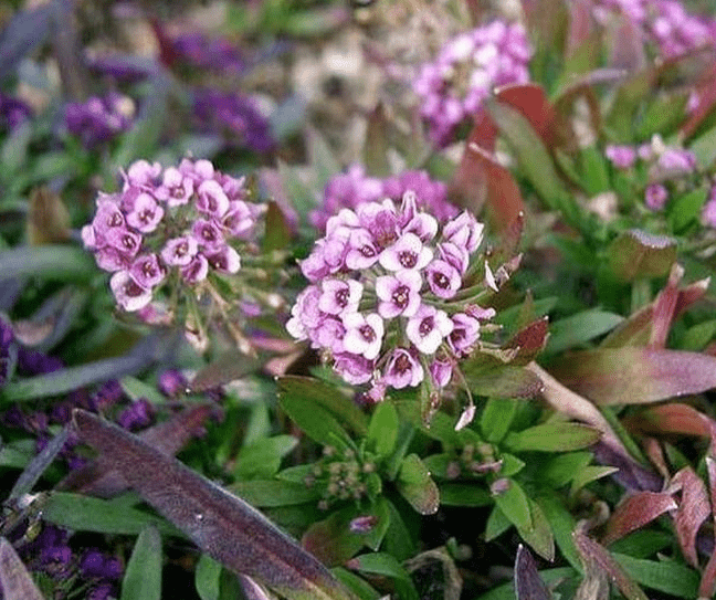 Alyssum Dwarf Pink Sweet, 1000 Flower Seeds Per Packet