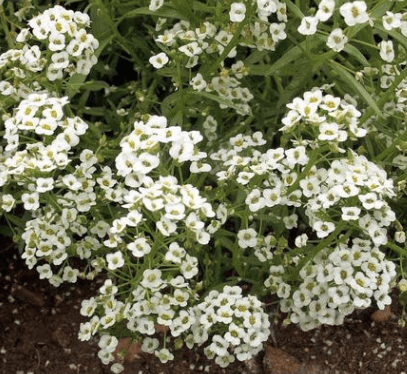 Alyssum Sweet Carpet of Snow, 1500 Flower Seeds Per Packet
