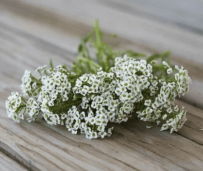 Alyssum Sweet Carpet of Snow, 1500 Flower Seeds Per Packet