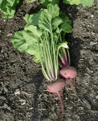 Chioggia Beet Seeds, 100 Heirloom Seeds Per Packet, Non GMO Seeds
