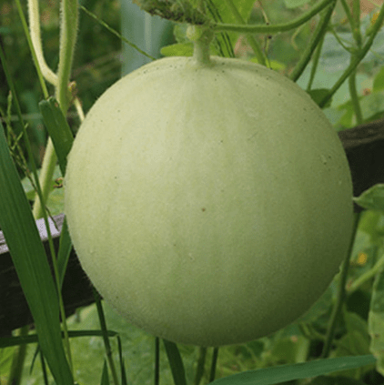 Green Flesh Honey Dew Seeds, 30 Heirloom Seeds Per Packet, Non GMO Seeds