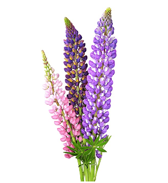 Perennial Lupine Russell Mix, 200 Flower Seeds Per Packet