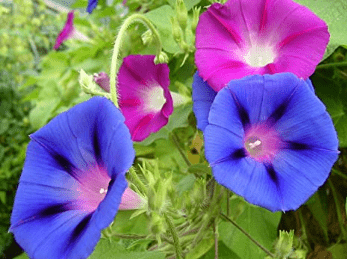 Tall Morning Glory, 100 Flower Seeds Per Packet