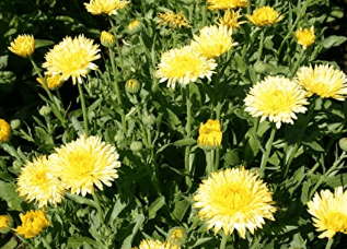 Calendula Cream Pacific Beauty, 250 Seeds Per Packet, Non GMO Seeds