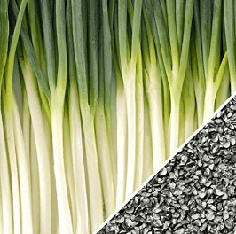 Tokyo Long White Bunching Onion, 300 Heirloom Seeds Per Packet, Non GMO Seeds