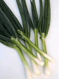 Tokyo Long White Bunching Onion, 300 Heirloom Seeds Per Packet, Non GMO Seeds