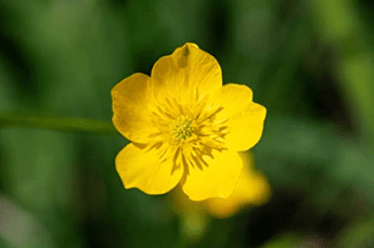 Western Buttercup Long Blooming Field Flower, 1500 Seeds Per Packet