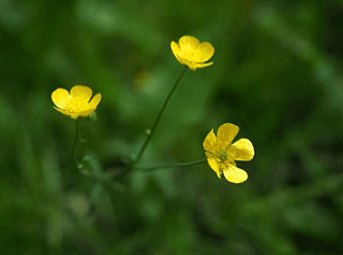 Western Buttercup Long Blooming Field Flower, 1500 Seeds Per Packet