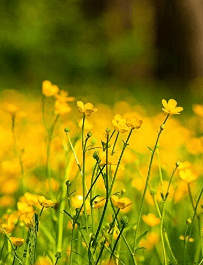 Western Buttercup Long Blooming Field Flower, 1500 Seeds Per Packet