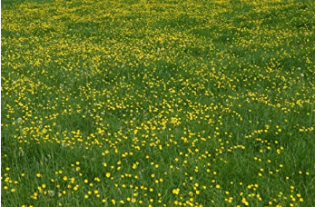 Western Buttercup Long Blooming Field Flower, 1500 Seeds Per Packet
