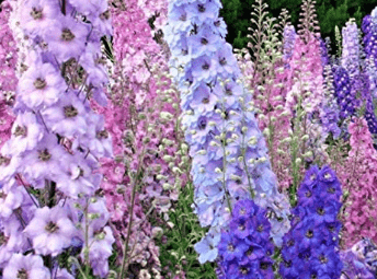 Larkspur Rocket Mix Blend, 250 Seeds Per Packet