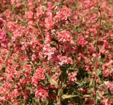 Clarkia Elegant Light Salmon , 1000 Flower Seeds Per Packet