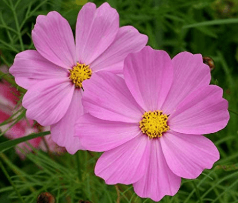 Cosmos Dwarf Pink, 750 Flower Seeds Per Packet