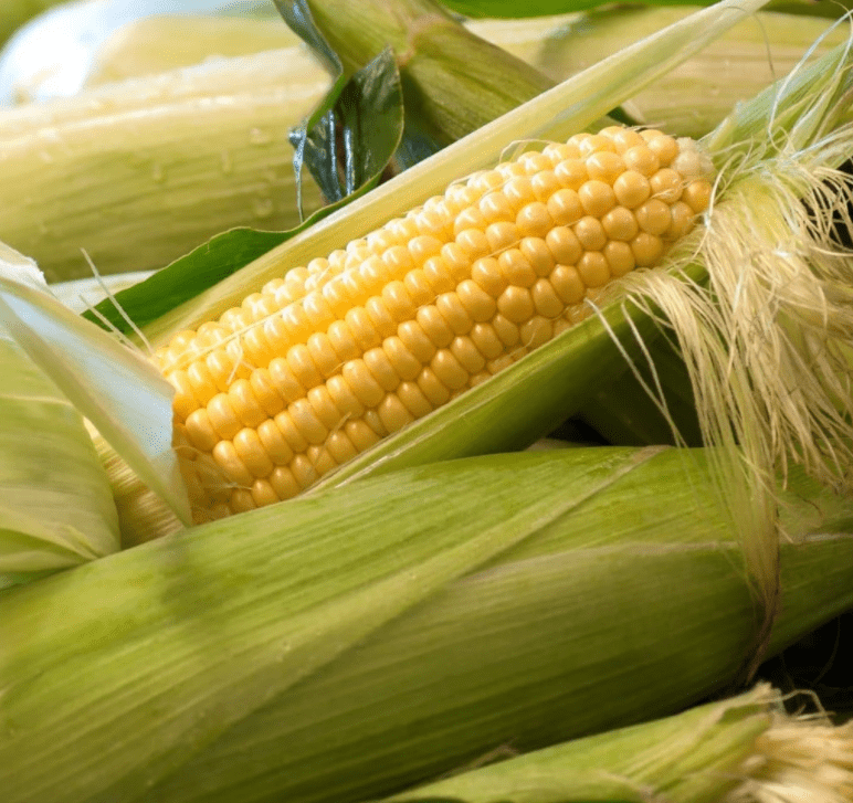 "Top Hat" Yellow Sweet Corn Seeds, 25+ Seeds Per Packet, Isla's Garden Seeds , Non GMO & Heirloom Seeds, Botanical Name: Zea mays