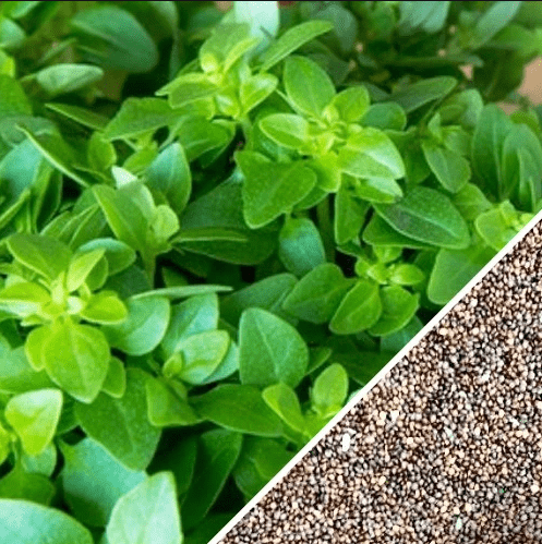 Italian Oregano Seeds, 2500 Heirloom Seeds Per Packet, Non GMO Seeds, Scientific Name: Origanum x majoricum