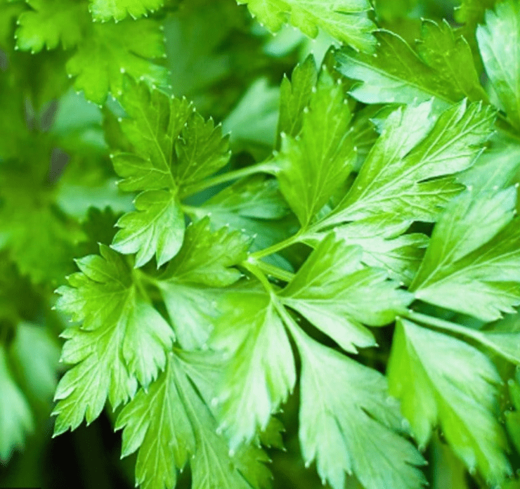 Plain Single Parsley, 250 Seeds Per Packet