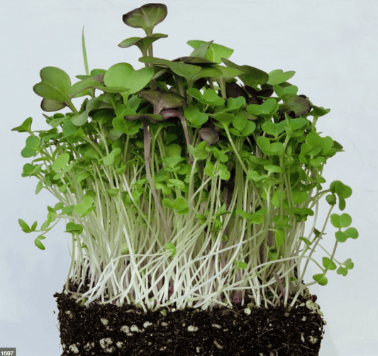 Spicy Salad Mix Microgreens, 500 Heirloom Seeds Per Packet, Non GMO Seeds