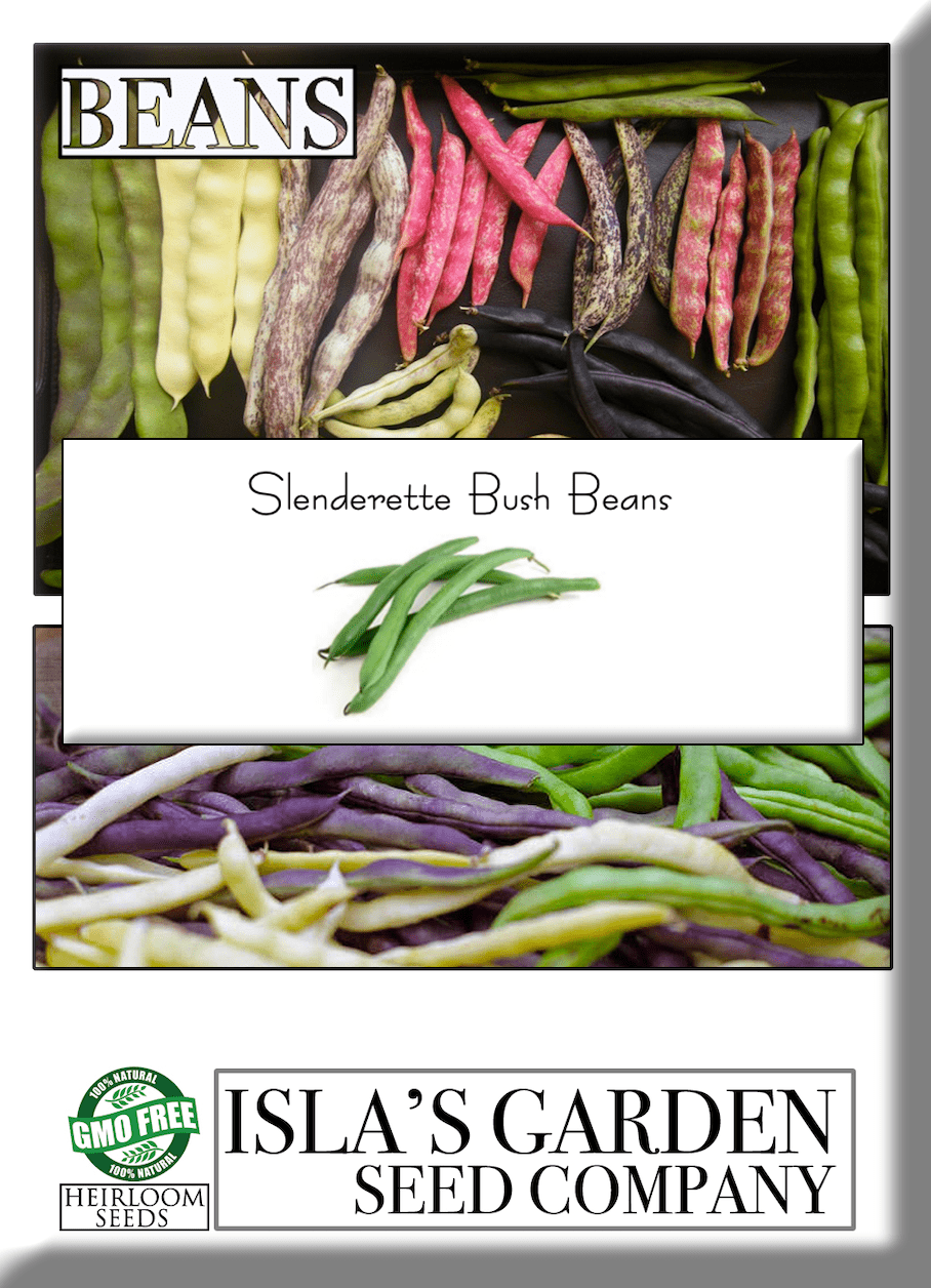 Slenderette Green Bean Bush Bean , 50 Heirloom Seeds Per Packet, Non GMO Seeds