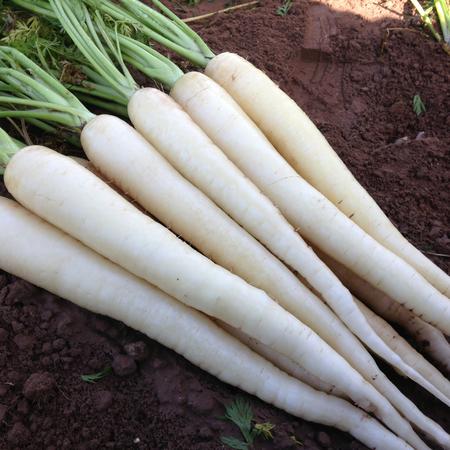Snow White Carrot Seeds, 350 Heirloom Seeds Per Packet, Non GMO Seeds, Botanical Name: Daucus carota subsp. sativus
