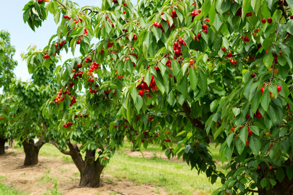 Sweet Cherry Tree Seeds, 20 Seeds Per Packet