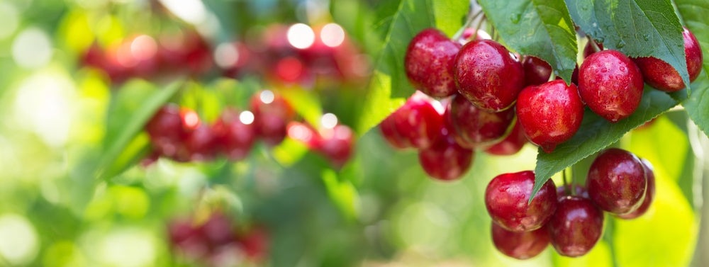 Sweet Cherry Tree Seeds, 20 Seeds Per Packet
