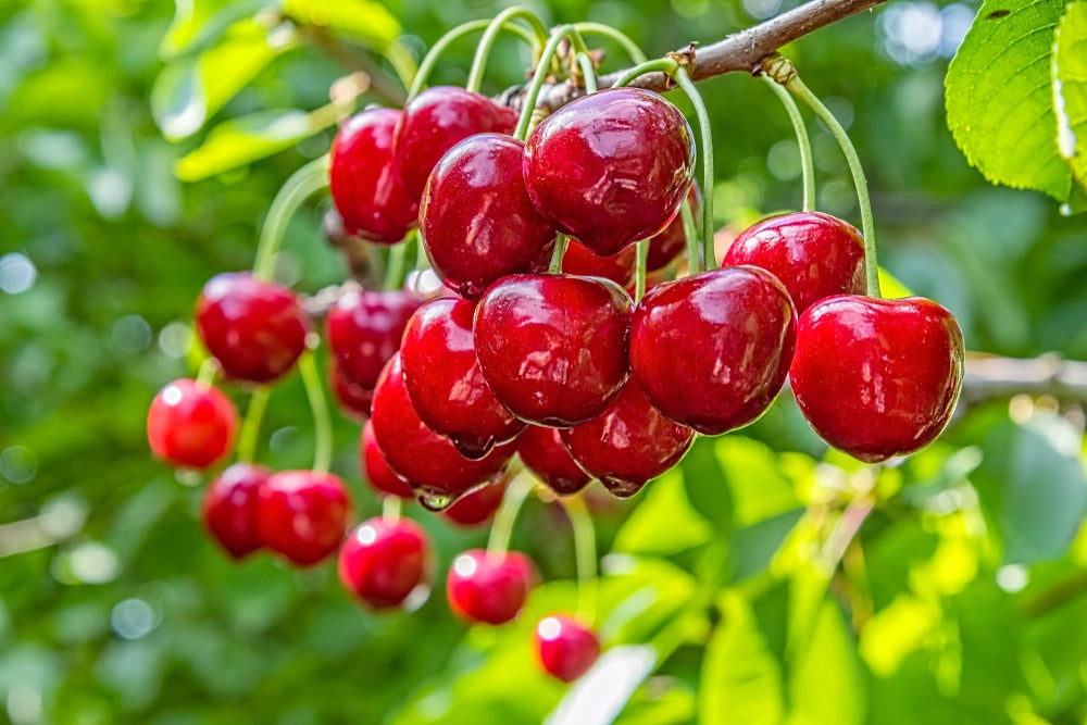 Sweet Cherry Tree Seeds, 20 Seeds Per Packet