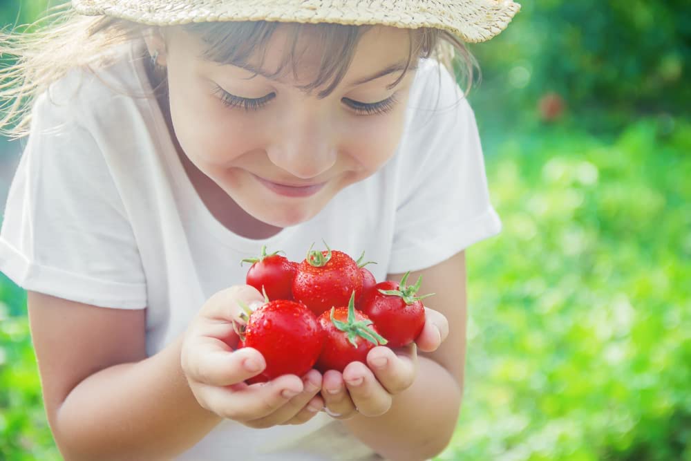 "Sweetie" Cherry Tomato Seeds for Planting, 250+ Heirloom Seeds Per Packet, Isla's Garden Seeds , Non GMO Seeds, Sweet Flavor, Botanical Name: Solanum lycopersicum, Great Home Garden Gift