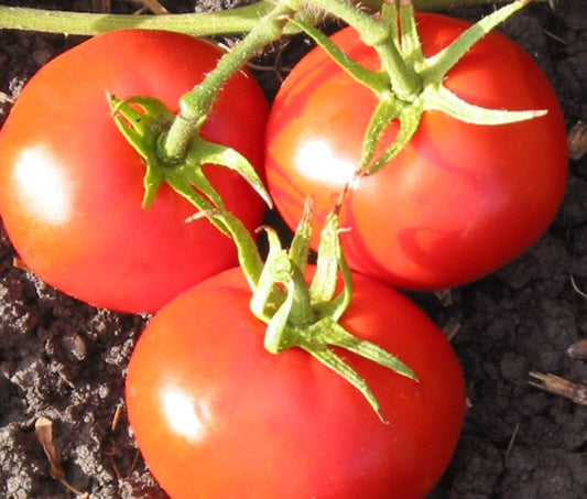 New Yorker Heirloom Tomato, 100 Seeds Per Packet, Non GMO Seeds