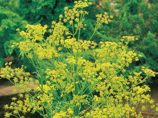 Bouquet Dill Herb, 1500 Heirloom Seeds Per Packet, Non GMO Seeds