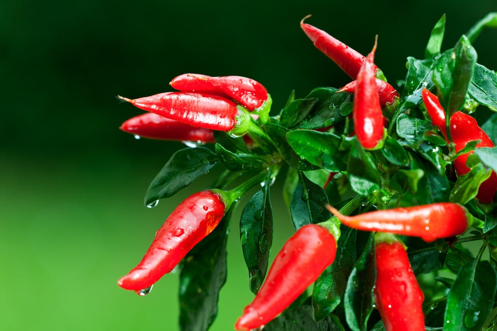 Tabasco Hot Pepper, 100 Heirloom Seeds Per Packet, Non GMO Seeds