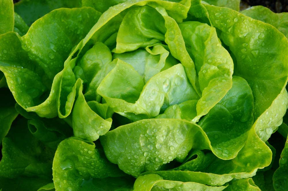 Tom Thumb Butterhead Lettuce Seeds, 1000+ Heirloom Seeds Per Packet, Non GMO Seeds, Botanical Name: Lactuca sativa