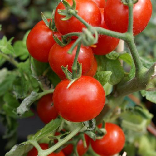🍅 TOMATOBERRY Heirloom Cherry Tomato Seeds - Sweet Red Pears, 50ct Non-GMO - Ready To Plant!