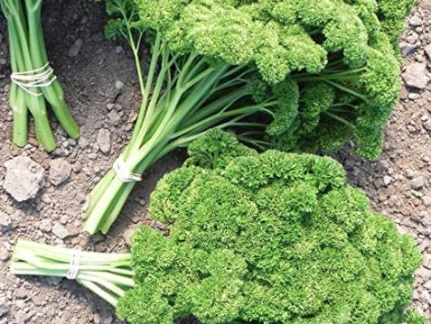 Triple Curled Parsley, 250 Heirloom Seeds Per Packet, Non GMO Seeds