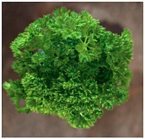 Triple Curled Parsley, 250 Heirloom Seeds Per Packet, Non GMO Seeds